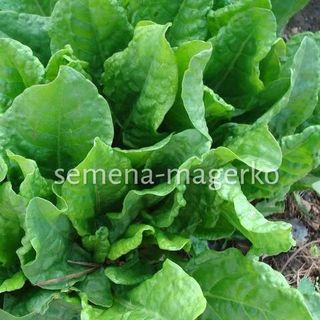 Щавель Широколистный 10 (грамм)