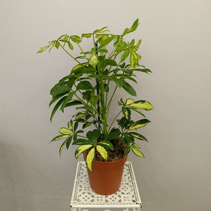 Шеффлера Герда