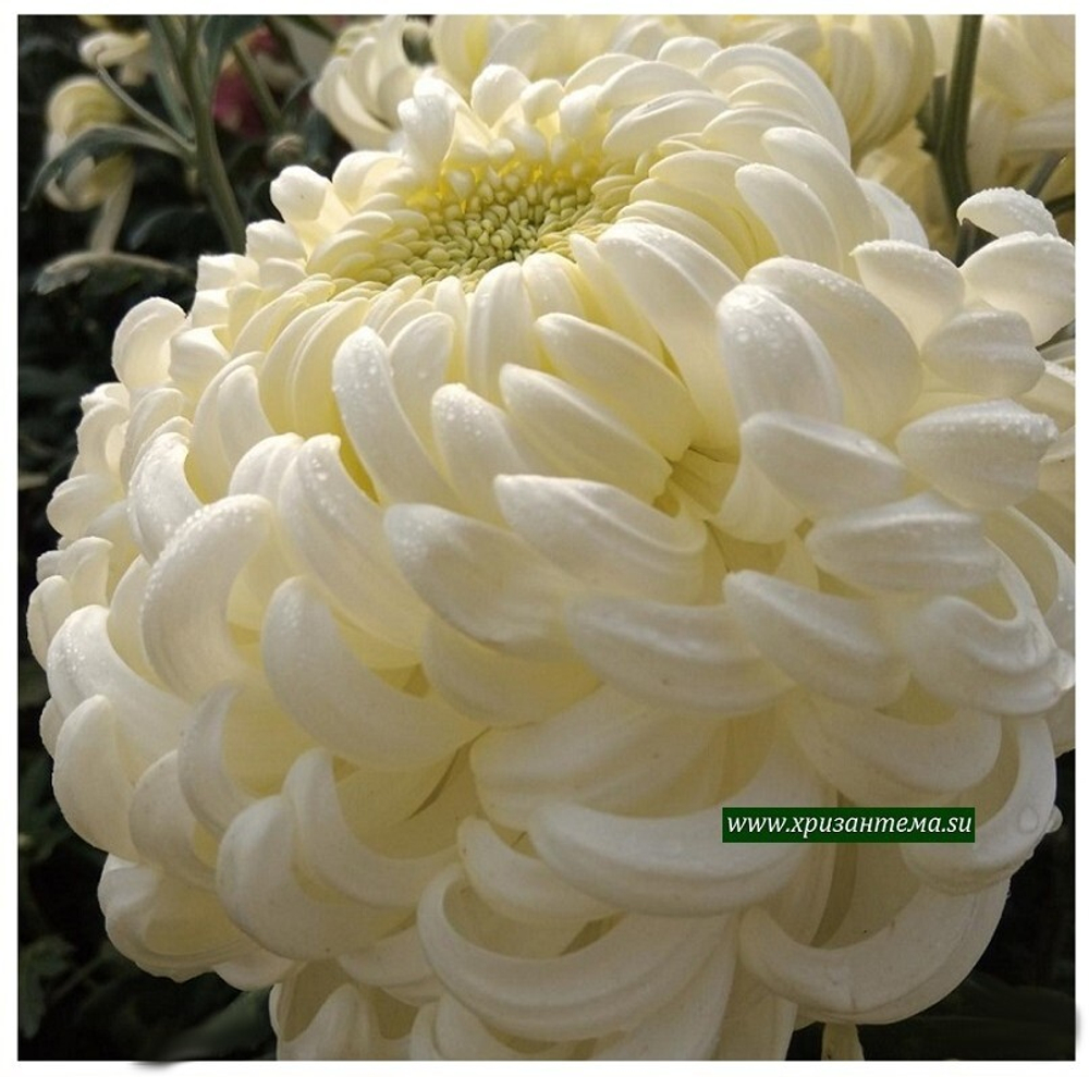 Хризантема одноголовая Viena White 🌼 о.67 (отгрузка август - сентябрь 2025г)
