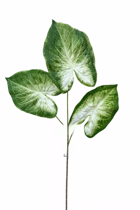 Каладиум Кандидум 3 листа