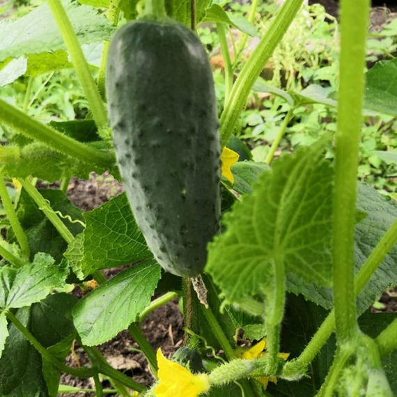 4097 F1 семена огурца (Seminis | Alexagro) – фото 6