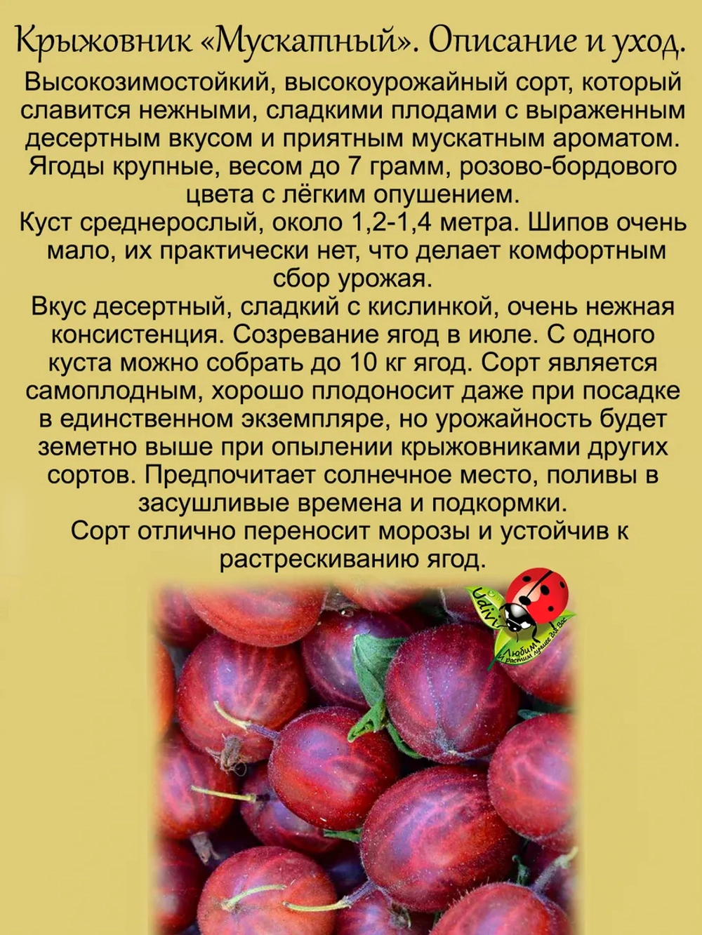 Крыжовник Мускатный десертный сладкий