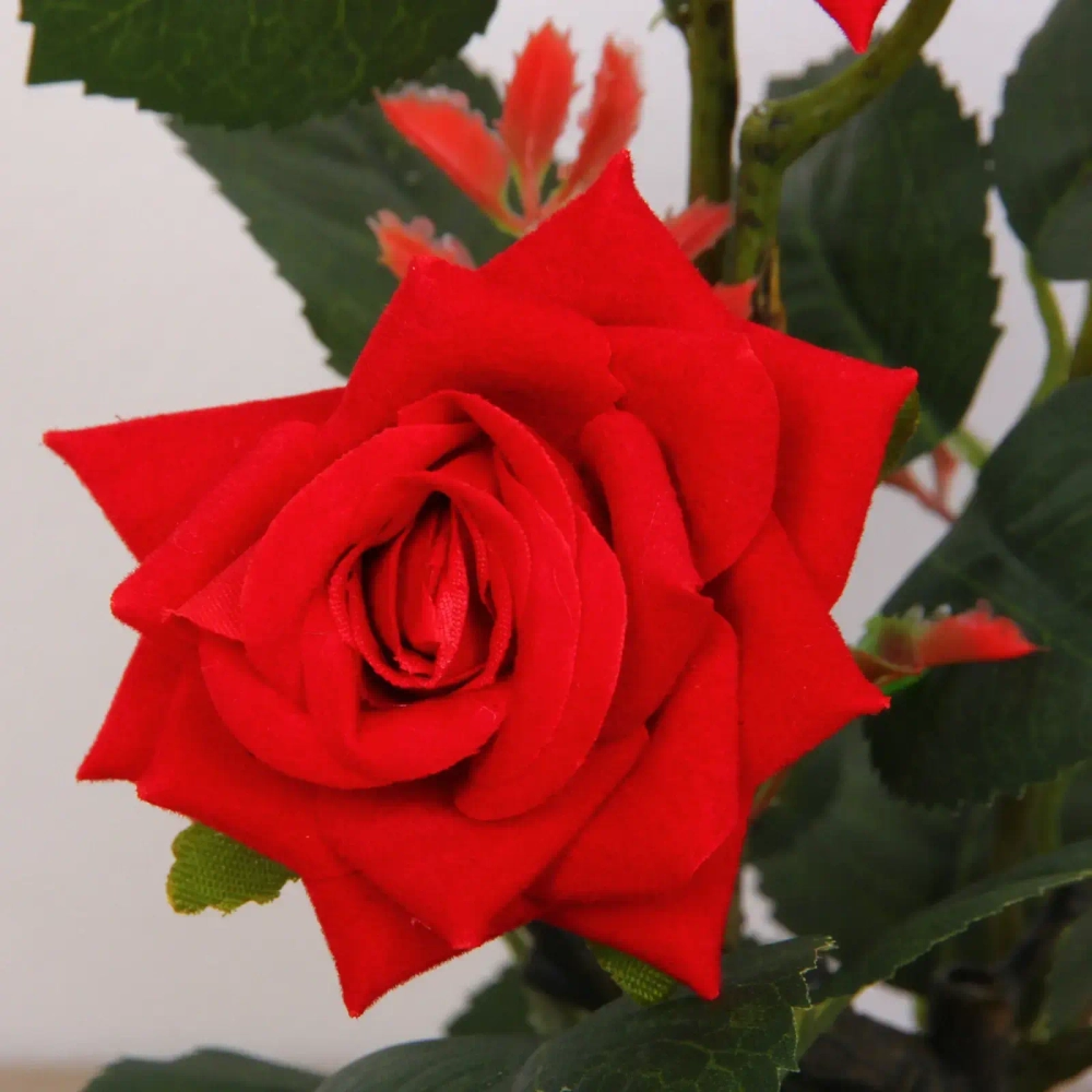 Цветочная композиция «Розовый восторг» 25см в горшке, цвет красный