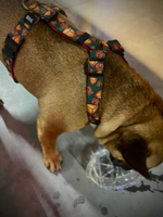 Шлейка Эчпочмак, наличие