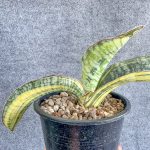 Сансевиерия PHUPRAMORN DELIGHT VAR