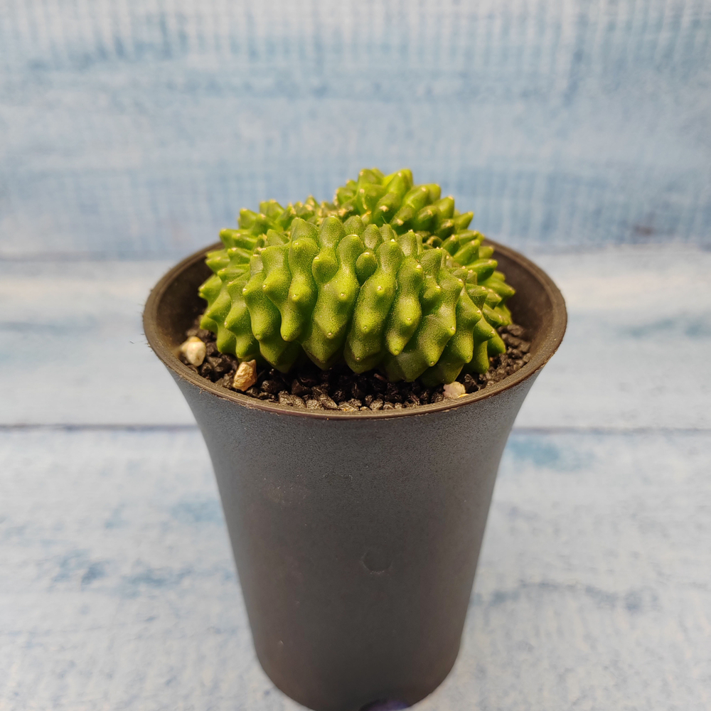 Gymnocalycium Spineless Crested form (Гимнокалициум Кристатный)