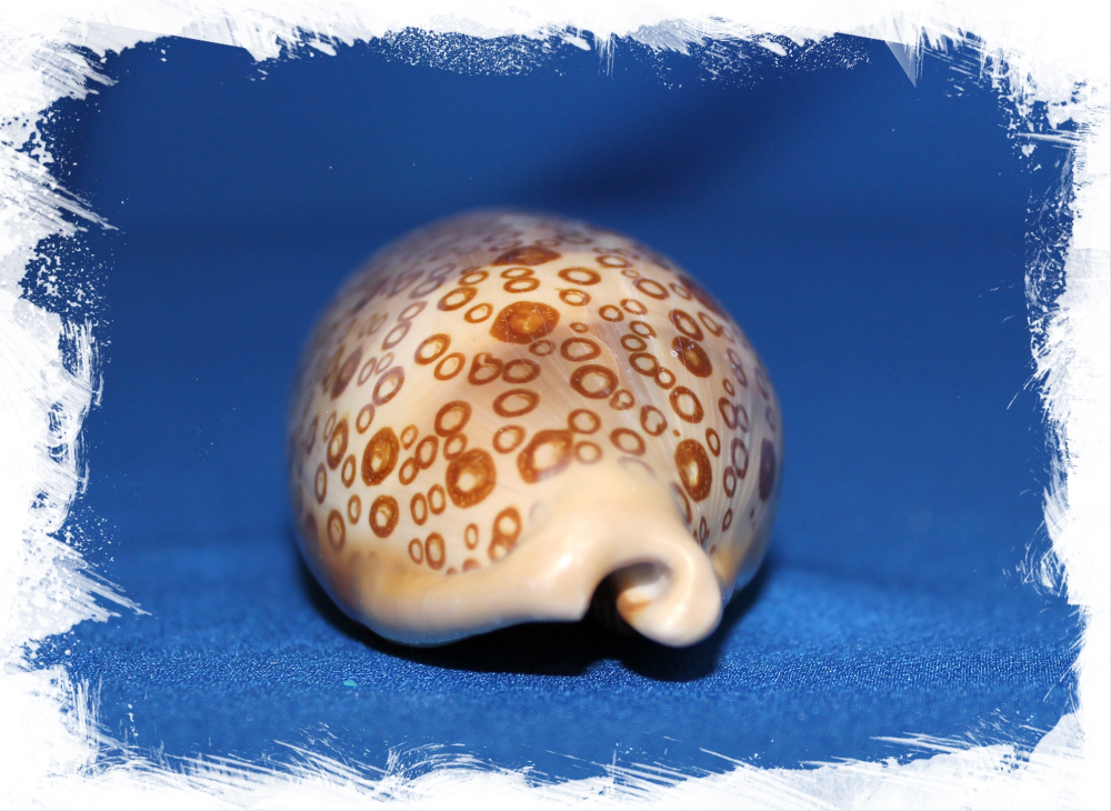 Ципрея Аргус, 6-8см, 1шт, коллекционная