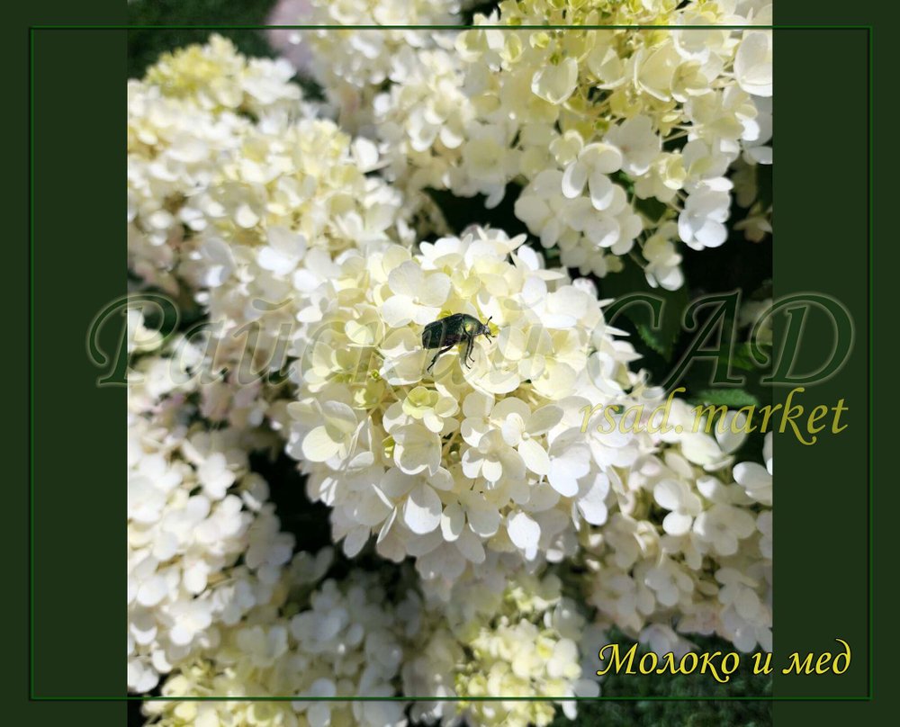 Гортензия метельчатая Милк энд Хани- Молоко и Мёд (Hydrangea paniculata `Milk and Honey`)