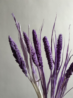 Сетария сиреневая