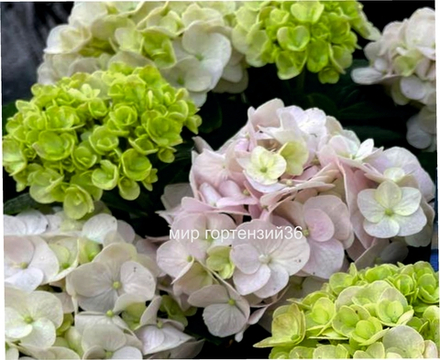 SWITCH PANTHEA / Пантея (Стандарт поставки Р9)2025г.