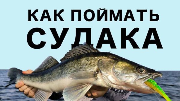 Как точно поймать судака. Полная инструкция по ловле на спиннинг Как точно поймать судака. Полная инструкция по ловле на спиннинг