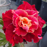 Адениум обесум 356 L31