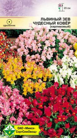 Львиный зев