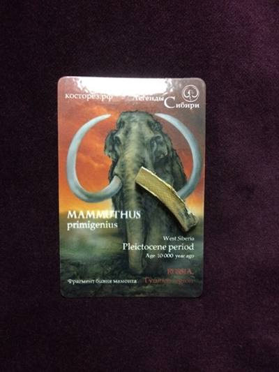 Магнит "Легенды Сибири", бивень мамонта