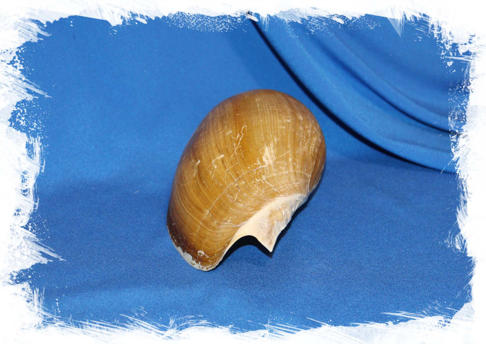 Ракушка Cymba tritonis, Цимба тритонис Купить