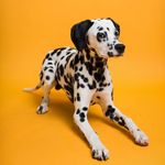 Фон бумажный Savage SA 43-12 Marmalade 2.72 x 11м мармелад