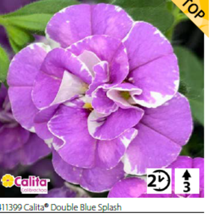Калибрахоа Calita® Double Blue Splash укорененный черенок ОКС конец ноября