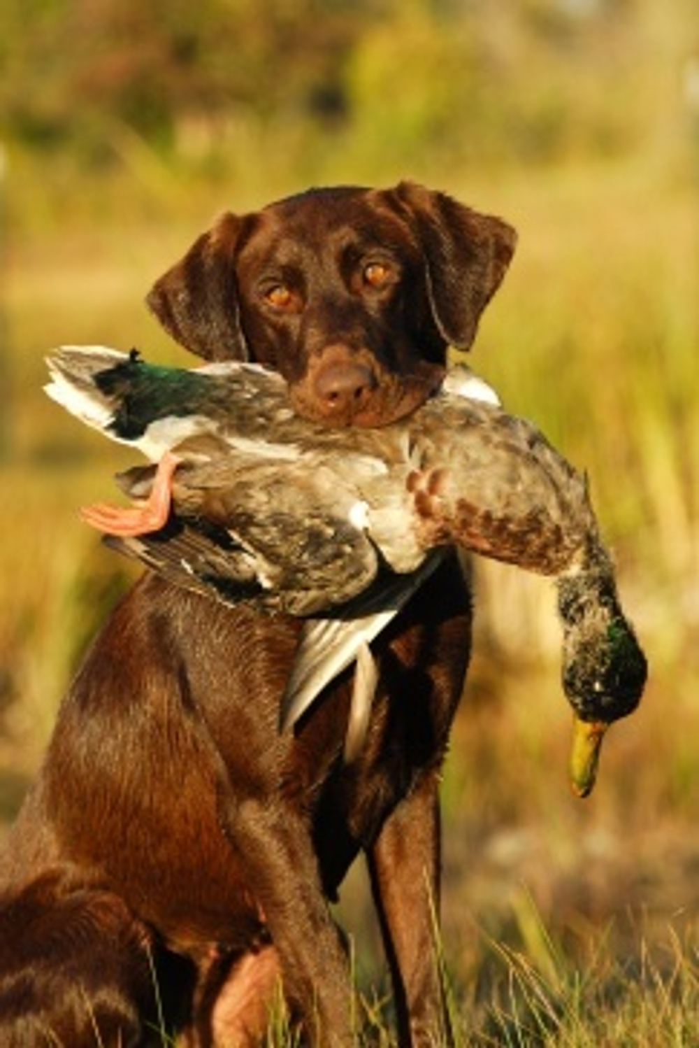 "Охотница"-1897 канва с нанесенным фоном