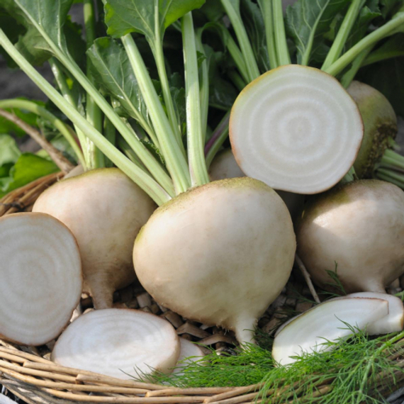 Аваланч семена свеклы (Bejo / ALEXAGRO) купить – фото 3