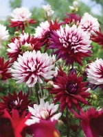 Георгин декоративный Ребеккаc Ворлд