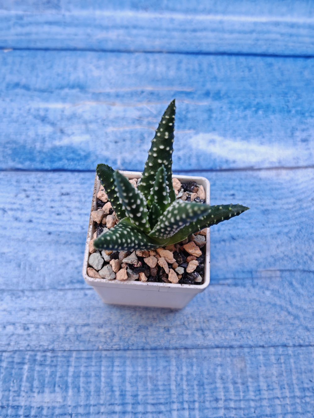 Haworthia Margaritifera (Хавортия)