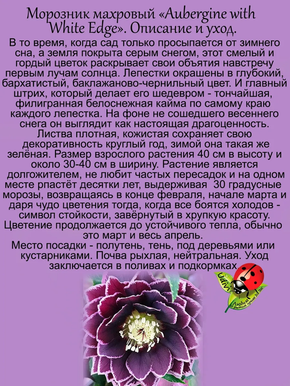 Морозник Баклажановый с белой окантовкой