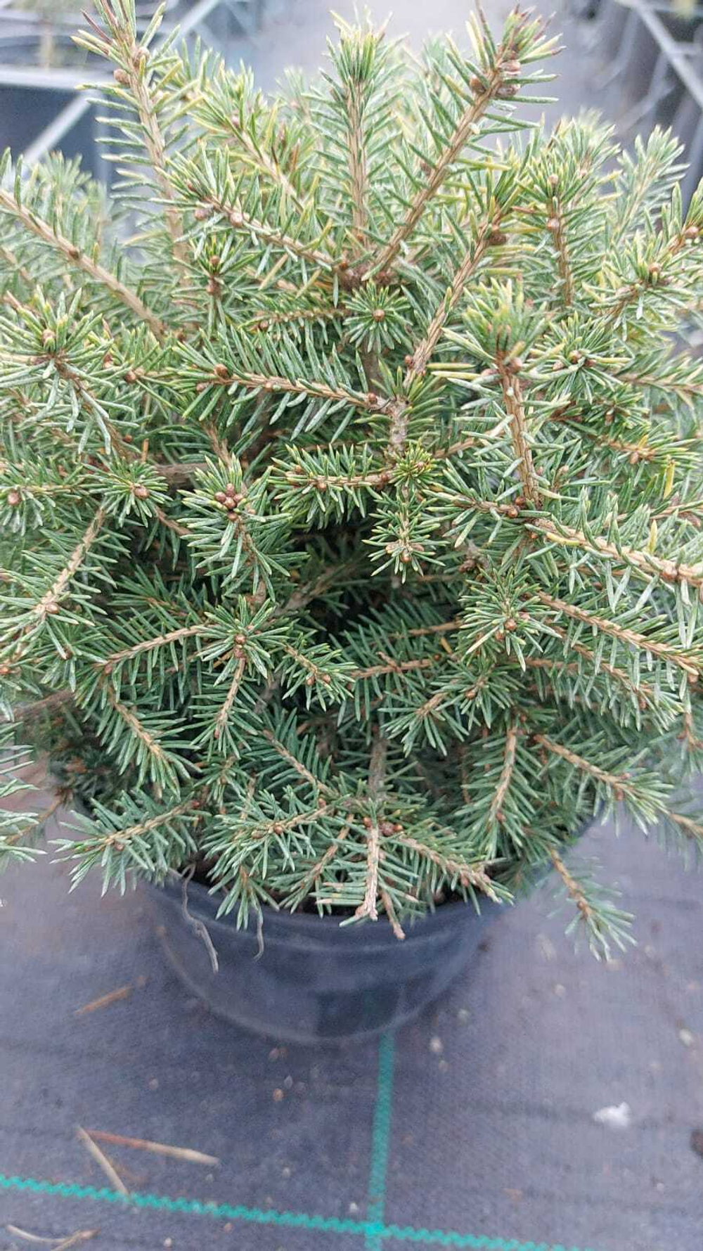Ель picea abies Dan`s Dwarf