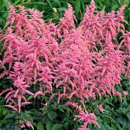 Астильба арендса "Bressingham Beauty". Astilbe arendsii "Bressingham Beauty".