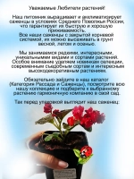 Бегония вечноцветущая Коко Роуз