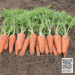 Кесена F1 семена моркови курода/шантане (Bejo / Бейо)