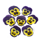 Виола обезвоженная Northern butterfly - Северная бабочка плоская (5 шт/уп)