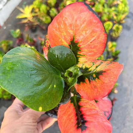 Кротон SRI NAKHON