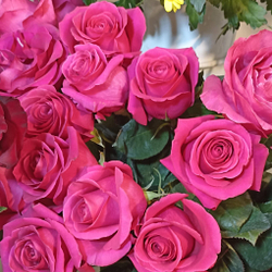 Роза сорта Пинк Флойд - имеет нежный аромат розы, Бокал цветка склонен к раскрытию.
