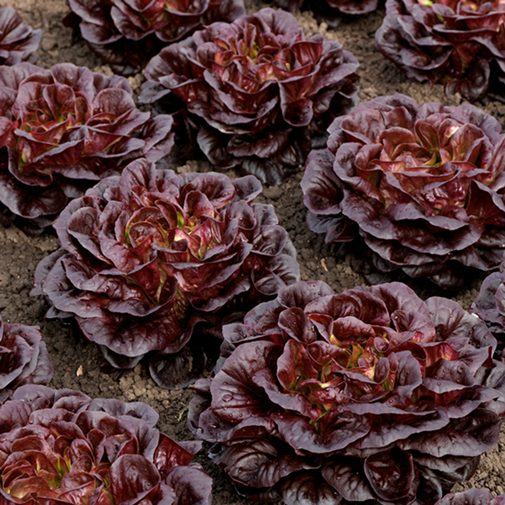 Рубаджио семена салата кочанно-маслянистый (Syngenta / Сингента)