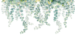 Коллекция Цветы