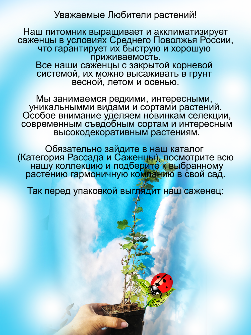 Крыжовник Куршу Дзинтарс янтарный желтый