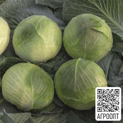 Аксель F1 семена капусты белокочанной (Bejo / Бейо)