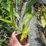 Орхидея COELOGYNE PANDURATA