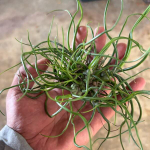 Тилландсия Bulbosa Mini Clump