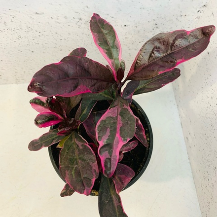 Псевдэрантемум Каррутерса 3в1 D11 H15