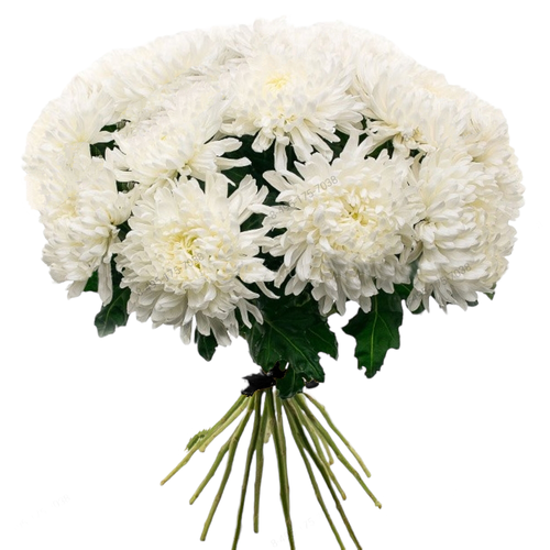 Траурный букет из живых цветов «16 белых хризантем»