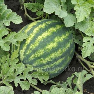 Арбуз Соренто F1 10  (семян)