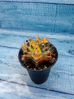 Gymnocalycium Variegata (Гимнокалициум Вариегатный)