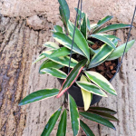 Хойя KENTIANA LORI LYN