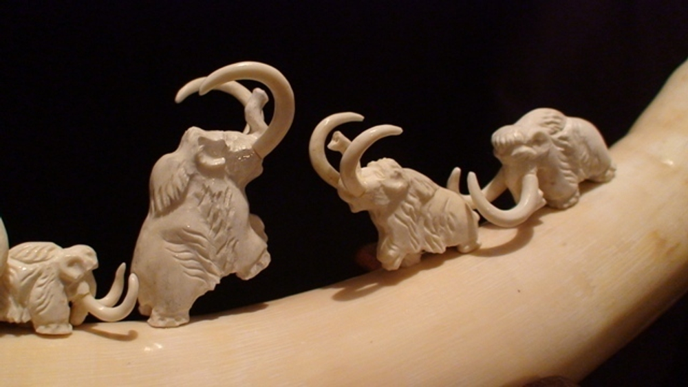"5 мамонтов", бивень мамонта (mammoth tusk)