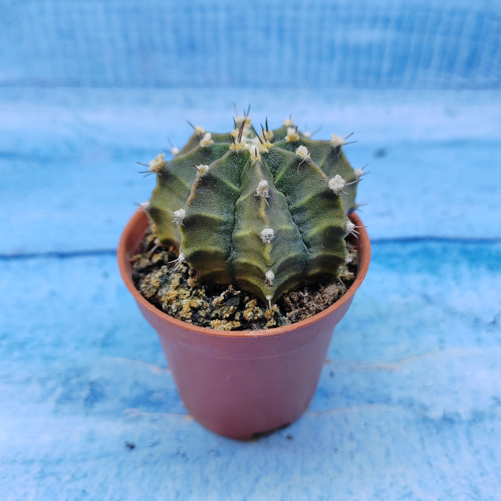 Gymnocalycium Friedrichii (Гимнокалициум)