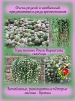 Крестовник Роули Вариегата