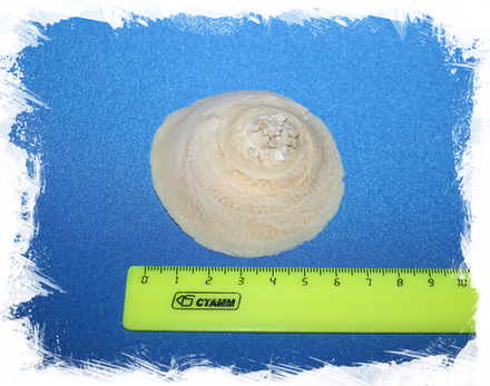 Индийская ксенофора (Onustus indicus), 6см, 1шт