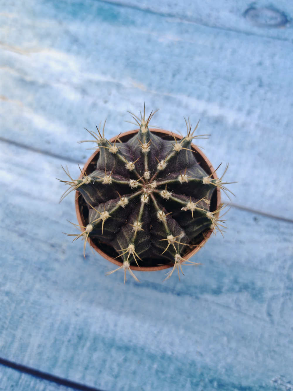 Gymnocalycium Friedrichii (Гимнокалициум)