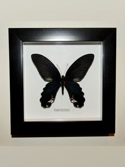 Бабочка Papilio alcmenor в рамке